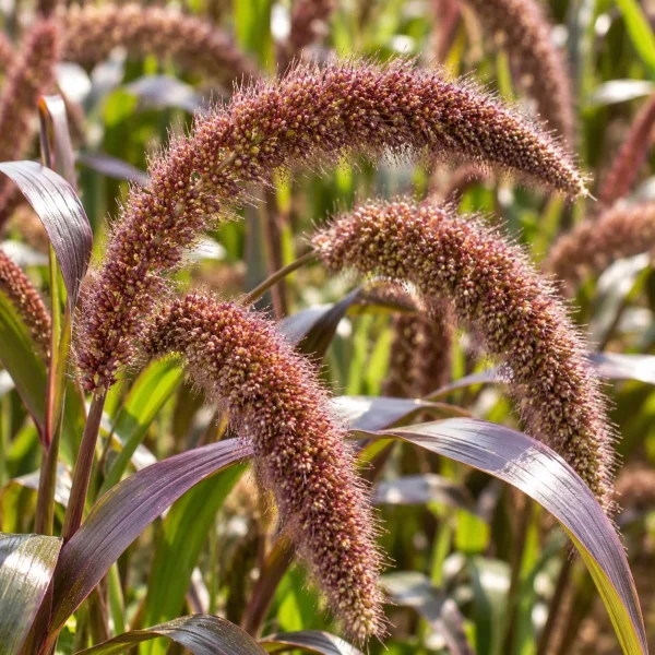 Millet des oiseaux Red Jewel