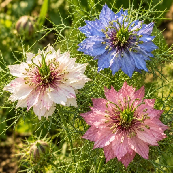 Nigelle de Damas