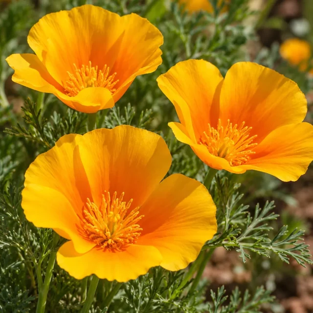 Pavot de Californie Eschscholzia orange : photo d’illustration