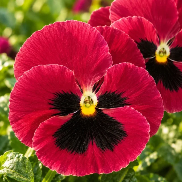 Pensée Géante de Suisse Carmin Rose : photo d’illustration