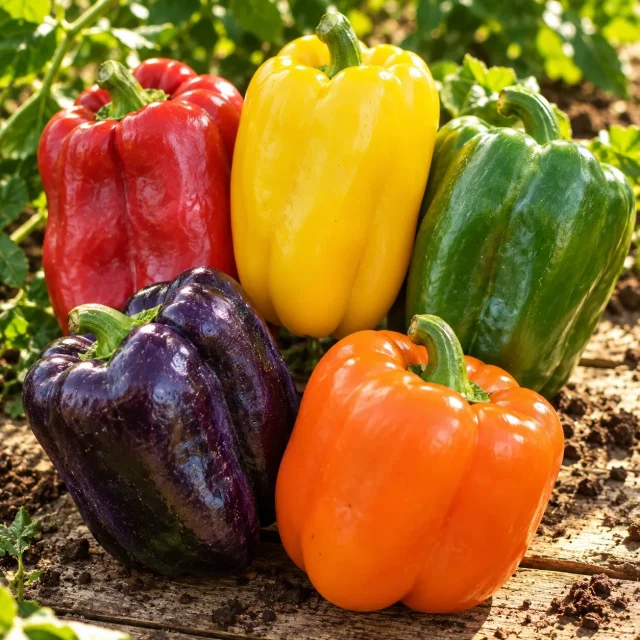 Poivrons en mélange : photo d’illustration