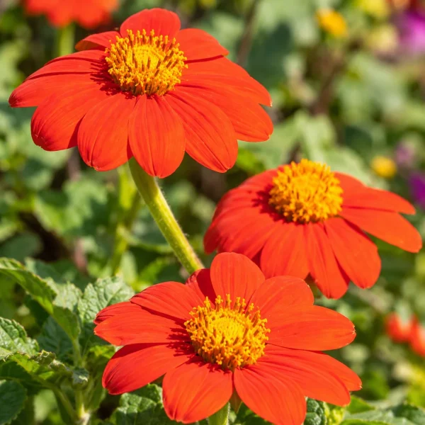 Tithonia tournesol mexicain