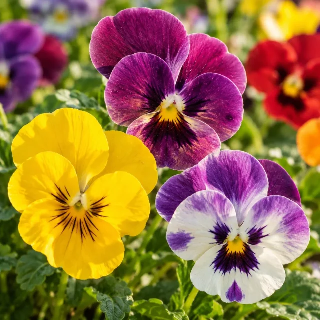 Viola Cornuta en mélange : photo d’illustration